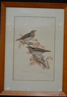 Appraisal: JOHN GOULD SONG THRUSH LITHOGRAPH