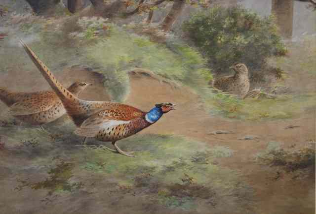 Appraisal: Fred Hancock British th Century Pheasants in the wood signed