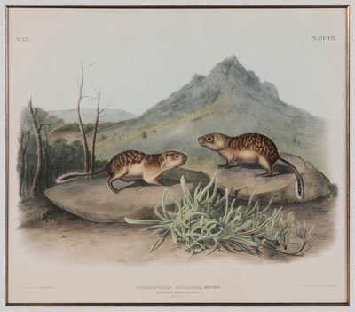 Appraisal: After John James Audubon New York - California Marmot Squirrel