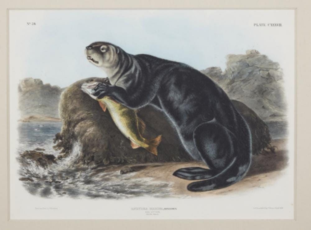 Appraisal: Audubon Imperial Viviparous Quadruped Sea Otter In the s as