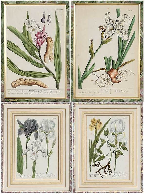 Appraisal: Four Botanical Engravings th century Two from Elizabeth Blackwell British