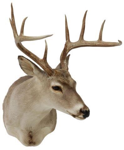 Appraisal: Taxidermy Whitetail deer shoulder mount point antlers approx h w