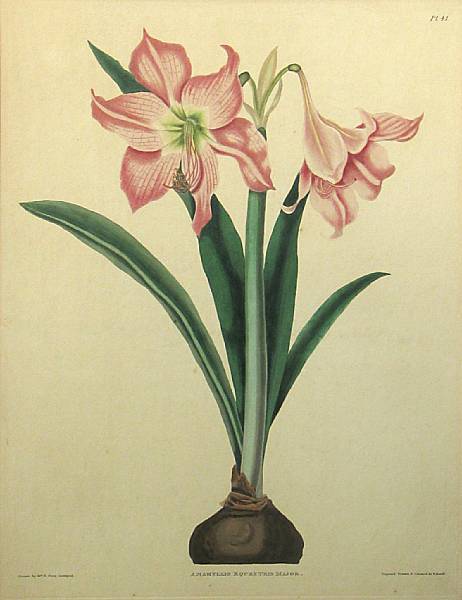 Appraisal: After Priscilla Susan Bury Amaryllis Equestris Major Pl from A