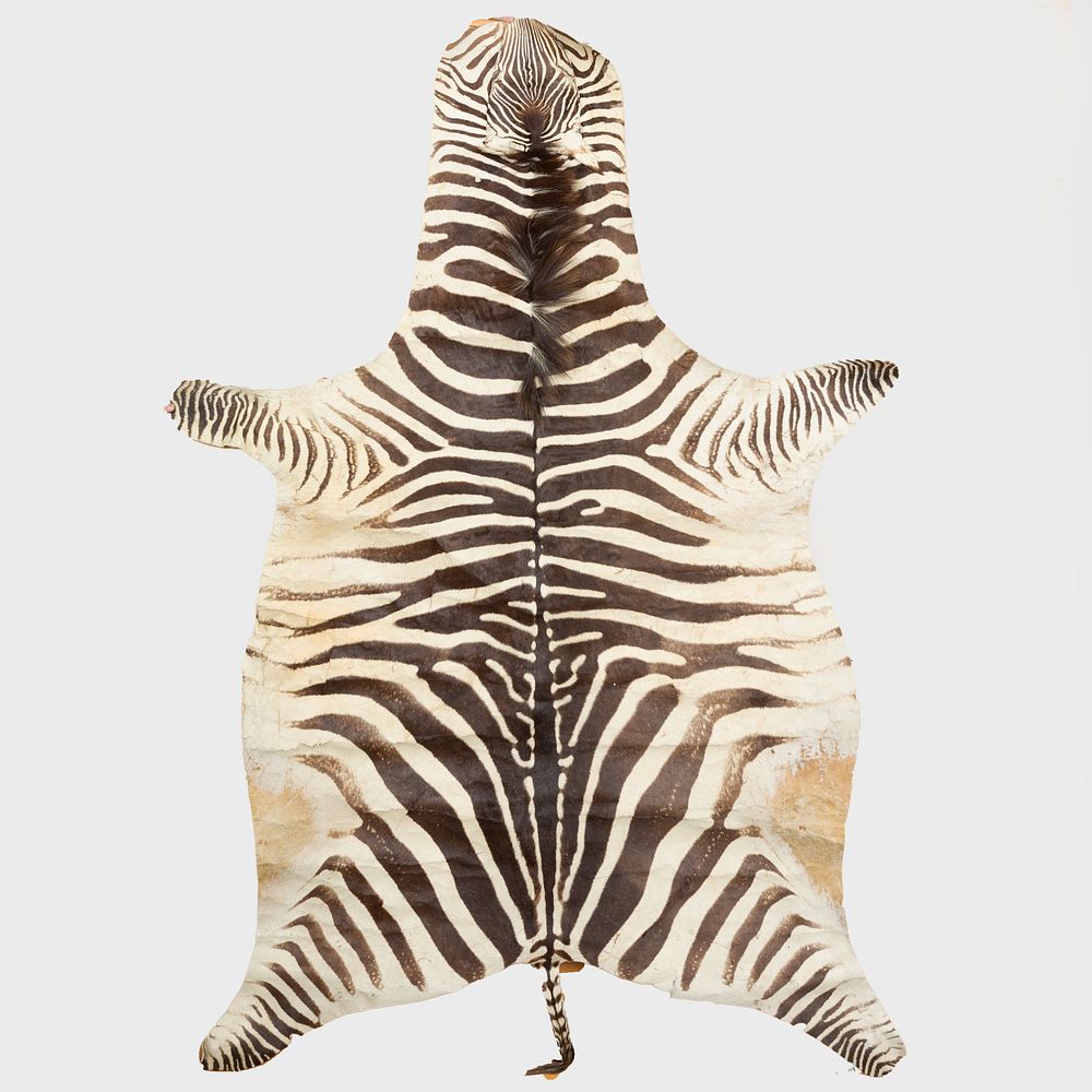 Appraisal: Zebra Skin Rug With label for Wild Bill's Fur's Hollywood