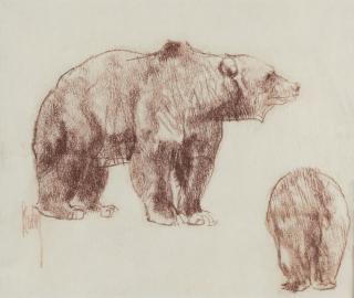 Appraisal: Grizzly Study by Bob Kuhn Bob Kuhn - conte crayon