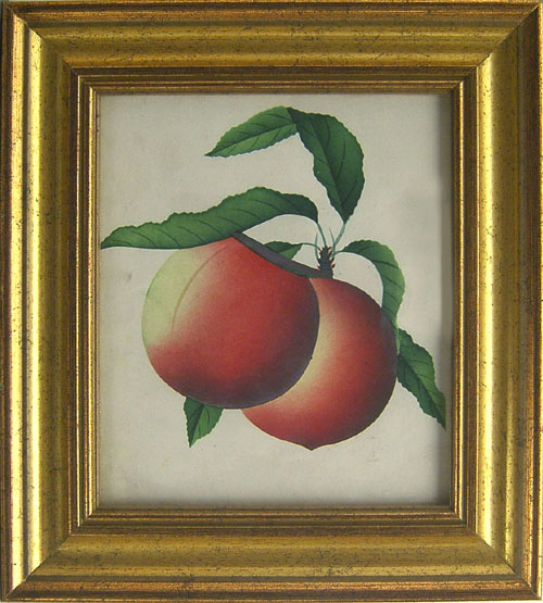 Appraisal: Three watercolor theorems of fruit th c x x and