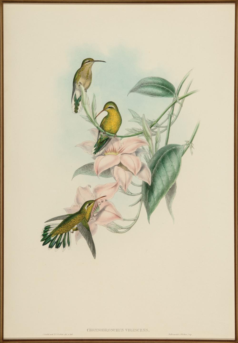 Appraisal: John Gould British - Helianthea Osculans and Chrysobronchus Virescens hand-colored