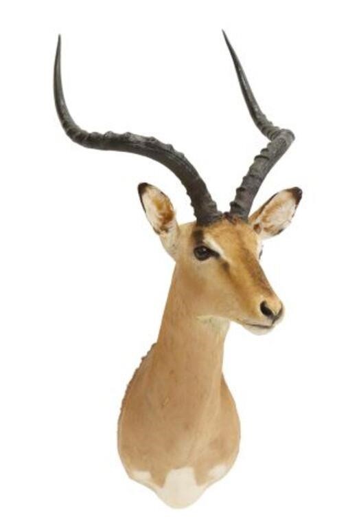 Appraisal: Taxidermy Impala antelope trophy shoulder mount approx h w d