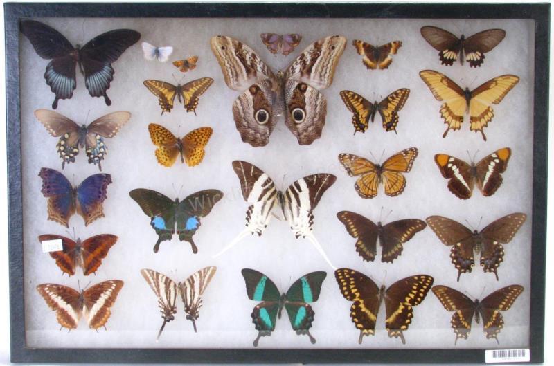 Appraisal: Butterfly Insect Shadowbox nicely displayed butterflies multiple species from around