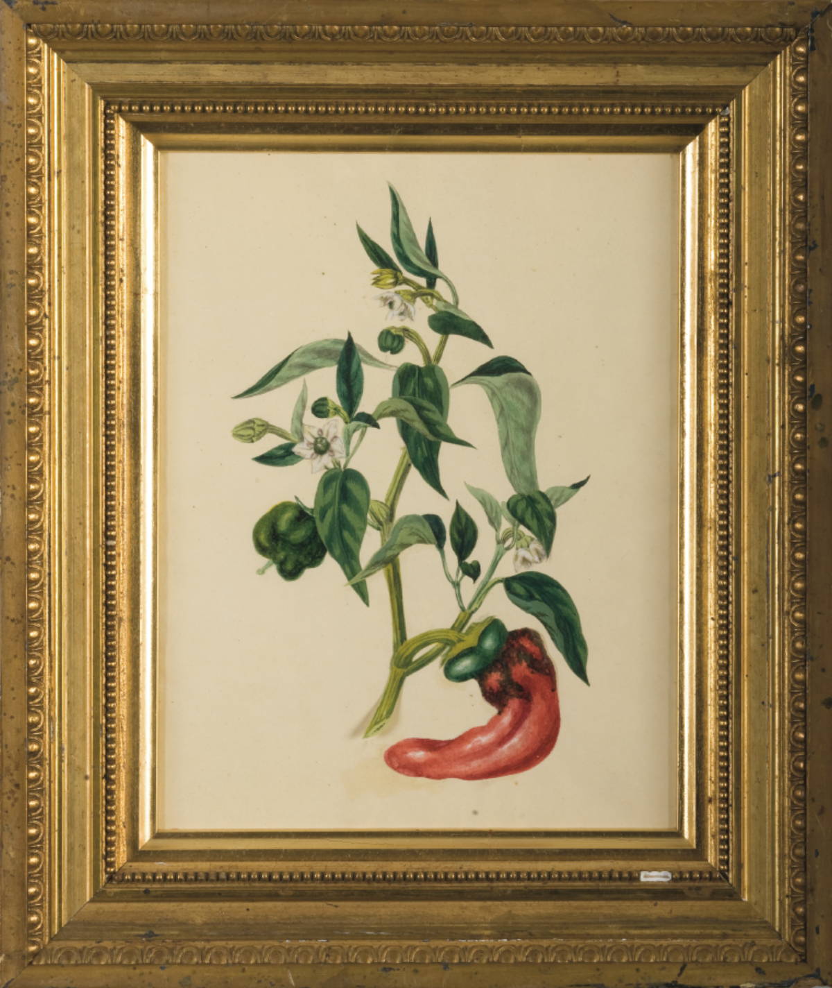 Appraisal: SIX FRAMED ENGLISH BOTANICAL WATERCOLORS Each x inches