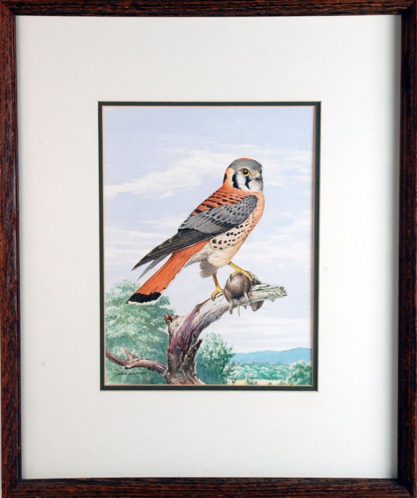 Appraisal: Ned Smith Pennsylvania - Watercolor on paper Sparrow Hawk With