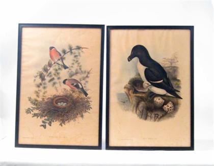 Appraisal: J Gould H Richter mid-late th century two bird prints