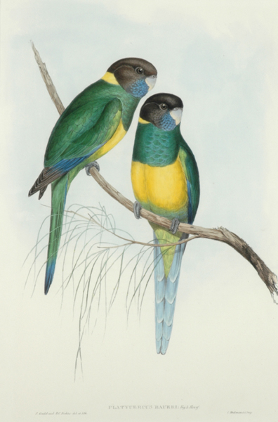 Appraisal: John Gould - and Henry Richter - Bauer's Parakeet hand-coloured