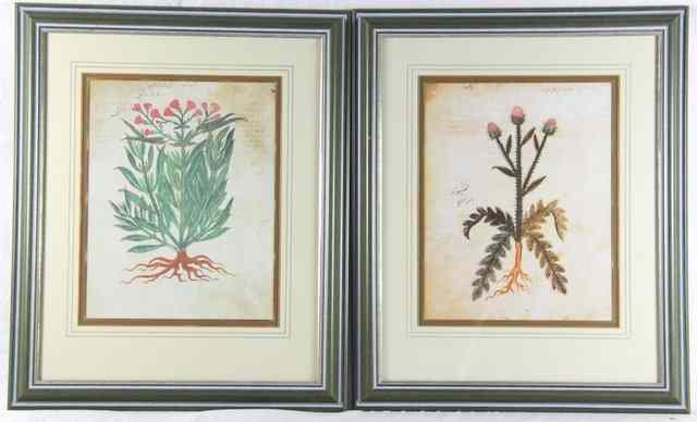 Appraisal: A pair of botanical prints of iris and tulip and