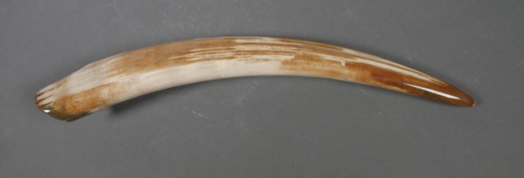 Appraisal: FOSSIL WALRUS IVORY TUSKFossilized walrus ivory tusk with variegated shades