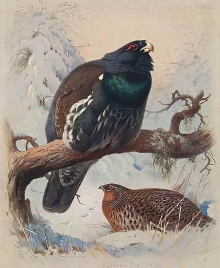 Appraisal: Thorburn Archibald British Birds vol fourth edition vol third edition