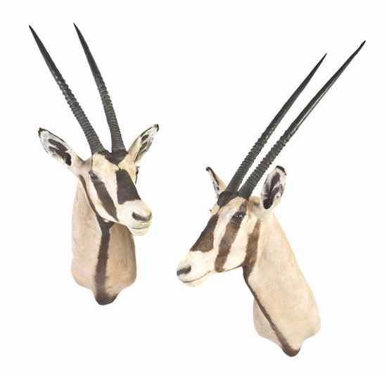 Appraisal: Two Taxidermy Gemsbok Shoulder Mounts Height of taller inches