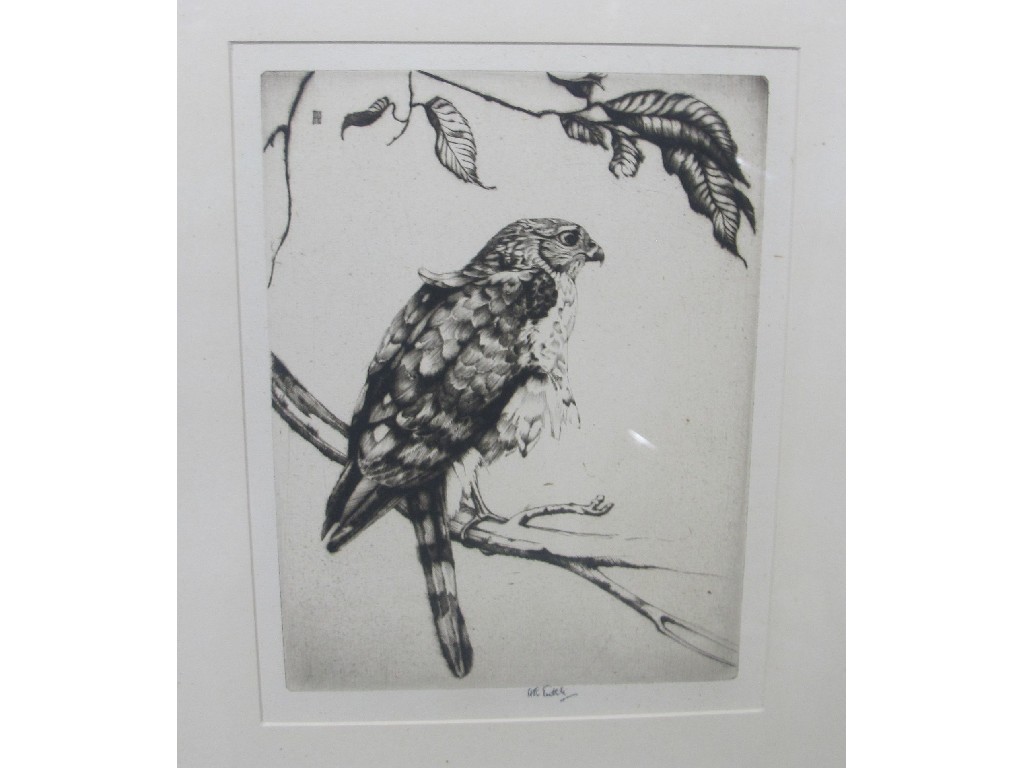 Appraisal: Drypoint of a Peregrine Falcon indistinctly signed in pencil