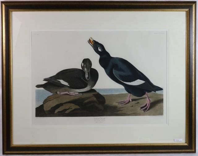 Appraisal: JOHN JAMES LAFOREST AUDUBON - TITLEDVELVET DUCK OR WHITE WINGED