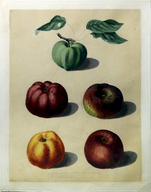 Appraisal: Apples from Brookshaw's Pomona Britannica Group of Apples Plate George