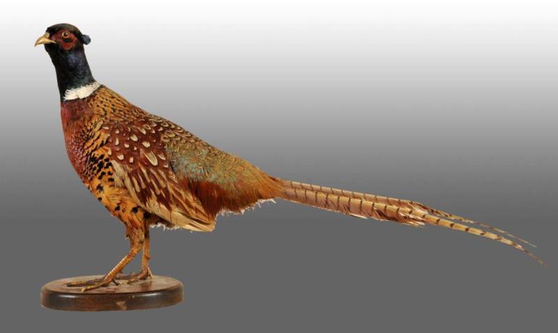 Appraisal: Mounted Ringneck Male Pheasant Description Vivid coloring Condition Very Good