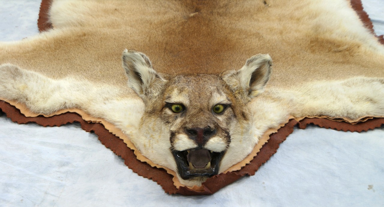 Appraisal: Mountain Lion Full Body Rug long tip to tip