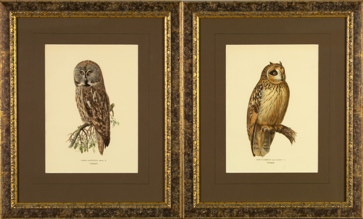 Appraisal: American School Early th Century Owls pair of offset chromolithographs