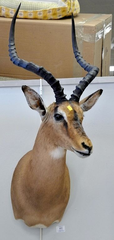 Appraisal: Two African animal taxidermy mounts including an Impala dp in