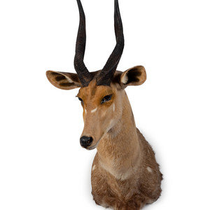 Appraisal: A Shoulder Mount Taxidermy Bushbuck Height inches