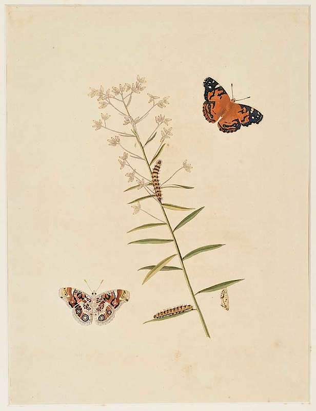 Appraisal: John Abbot Georgia British - Butterflies from John Abbot and