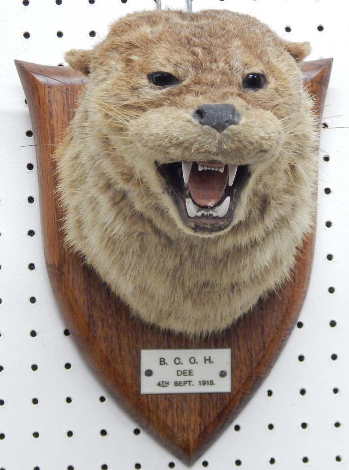 Appraisal: A taxidermied otter by Spicer of Leamington Spa the oak