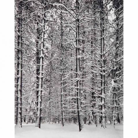 Appraisal: ADAMS ANSEL - Pine Forest in Snow Yosemite National Park