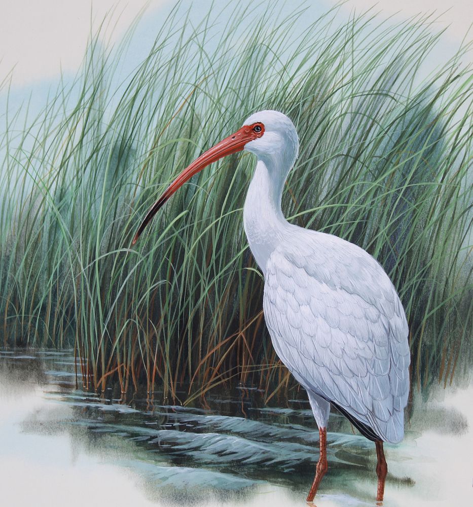 Appraisal: Don Balke B White Ibis Don Balke B Mississippi White