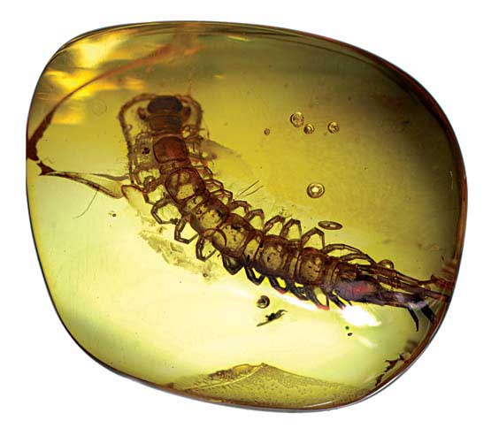 Appraisal: CENTIPEDE FLY IN AMBER Baltic Region Samland Peninsula Russia Perfect