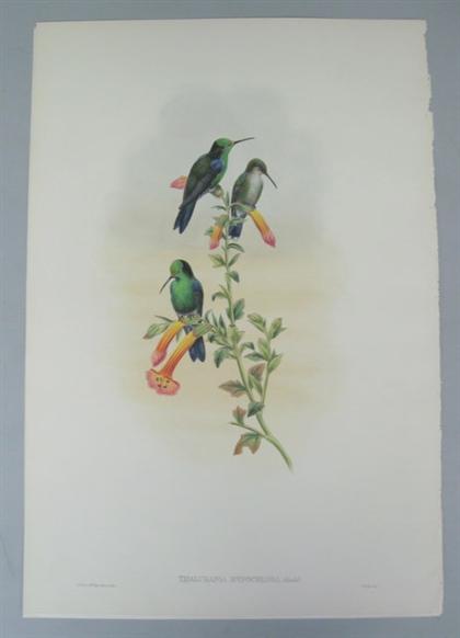 Appraisal: pieces Hand-Colored Lithographs Gould J E Sharpe Richard Citado Wood