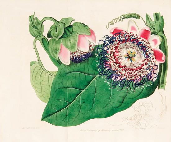 Appraisal: EDWARDS Sydenham - The Botanical Register Consisting of Coloured Figures