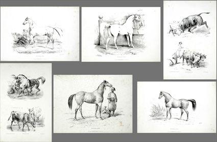 Appraisal: After Francois Delarue Studies of Animals Lithographs unframed approx total