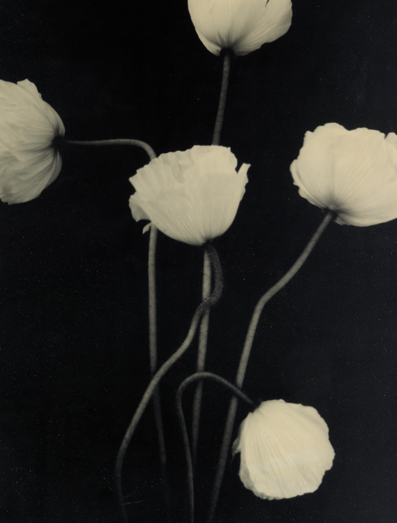 Appraisal: TOM BARIL - Poppies Warm-toned silver print x inches x