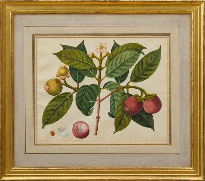 Appraisal: ANGLO-CHINESE SCHOOL LYCHEES AND HANGING FRUIT Two watercolors on paper