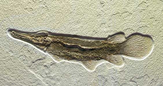 Appraisal: A RARE FOSSIL GAR FISH Lepisosteus simplex Eocene Green River