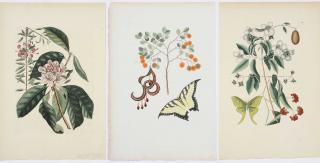 Appraisal: Mark Catesby British - Three prints Lunar Moth T Tiger