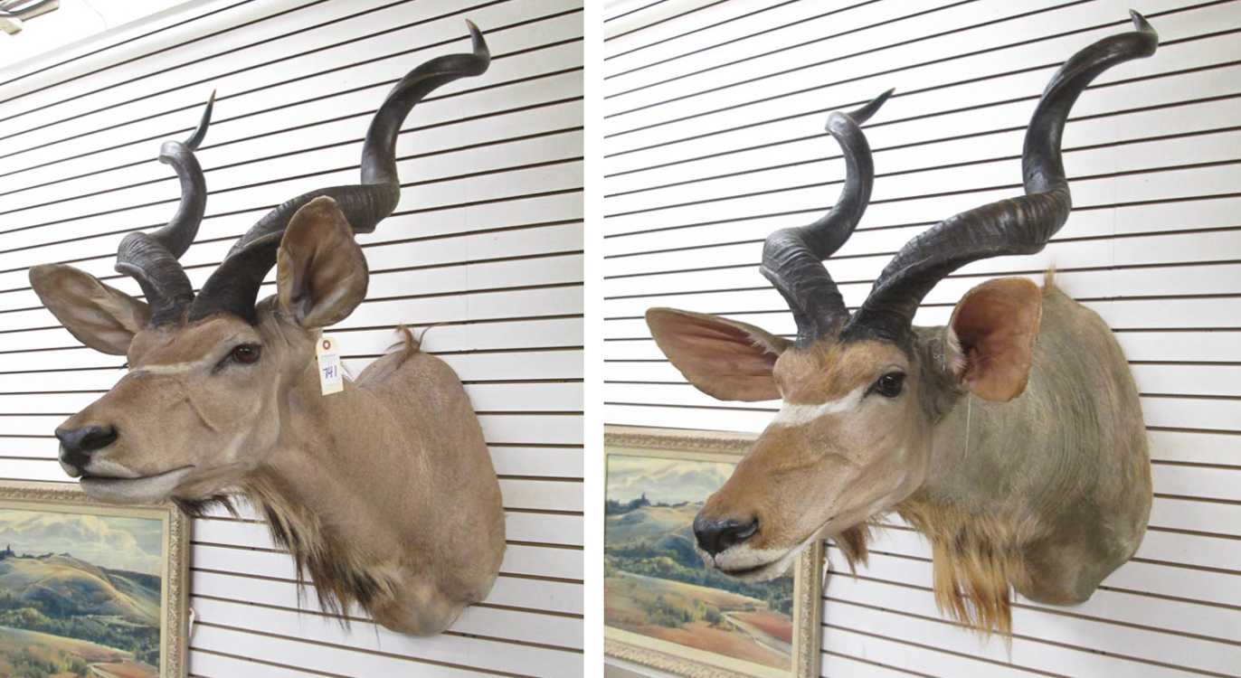 Appraisal: TWO AFRICAN TAXIDERMY MOUNTS Greater Kudu woodland antelopes head shoulder