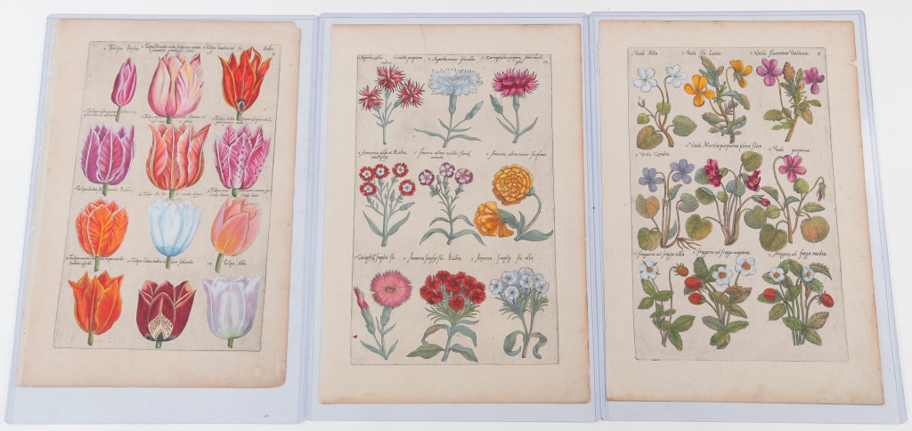 Appraisal: THREE EMANUEL SWEERT BOTANICAL PRINTS Germany - Hand colored engravings