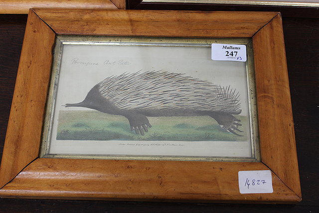 Appraisal: F P Nodder Pubs 'Porcupine Anteater' and 'Monitory Lizard' two