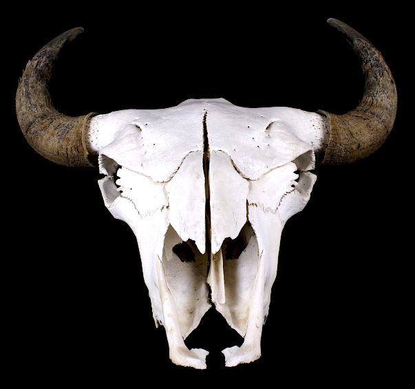 Appraisal: Great American Trophy Montana Buffalo Skull For your bidding pleasure