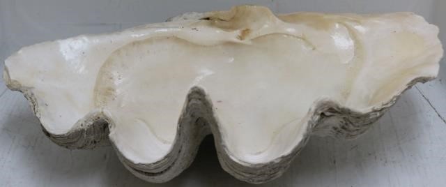 Appraisal: LARGE SOUTH SEA CLAM SHELL HIGH WIDE DEEP CANNOT BE