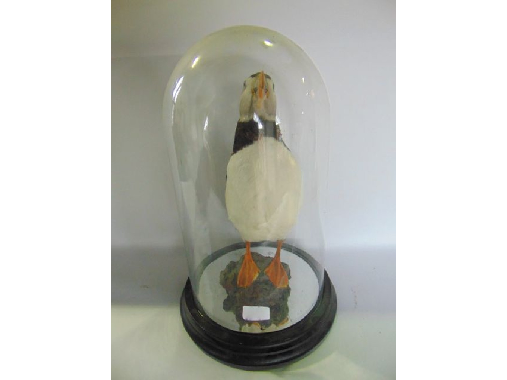 Appraisal: A single contemporary late th century taxidermy model of a