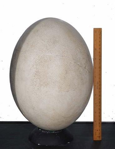 Appraisal: A MUSEUM QUALITY CAST OF THE WORLD'S LARGEST BIRD EGG