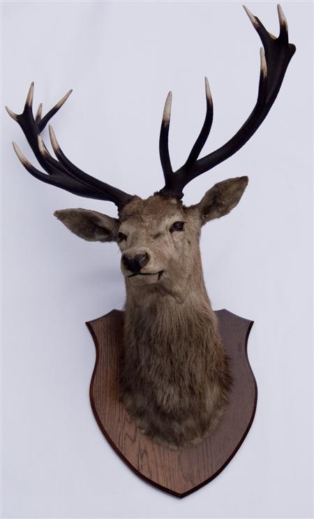 Appraisal: Taxidermy Interest A Scottish Red Deer head and antlers circa