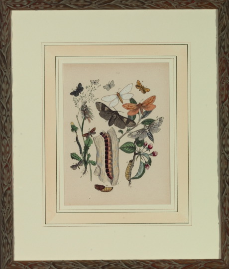 Appraisal: British School th Century Insects suite of six hand-colored lithographs